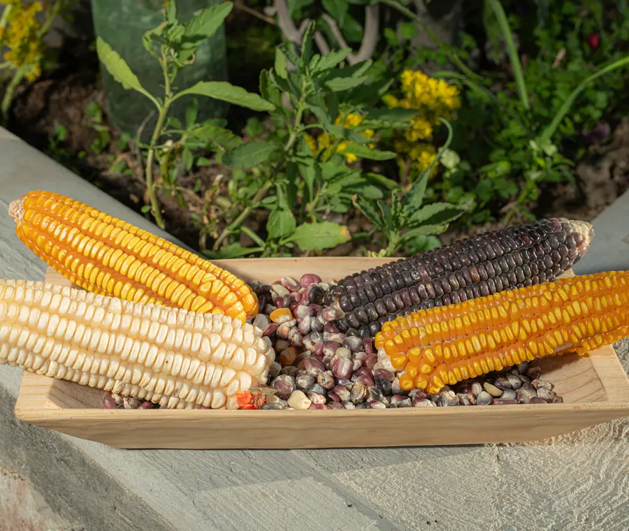 Varieties of Mexican maize